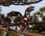 Bald Eagle Leaves Pine&nbsp;Tree