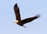 Bald Eagle Leaves Pine&nbsp;Tree