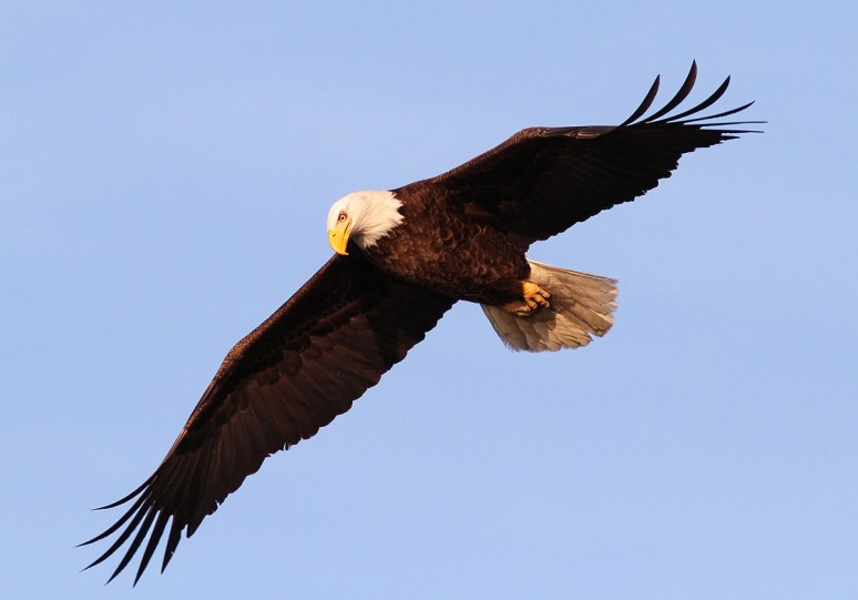 Bald Eagle Leaves Pine Tree 