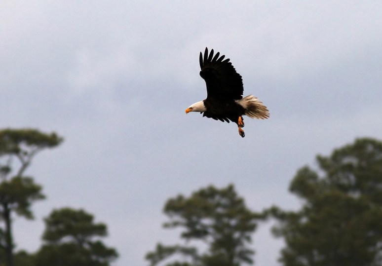 Bald Eagle Returns to the Marsh 
