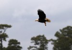 Bald Eagle Returns to the&nbsp;Marsh