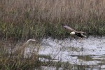 Bald Eagle Returns to the&nbsp;Marsh