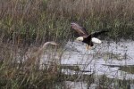 Bald Eagle Returns to the&nbsp;Marsh