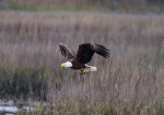 Bald Eagle Returns to the&nbsp;Marsh