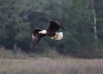 Bald Eagle Returns to the&nbsp;Marsh