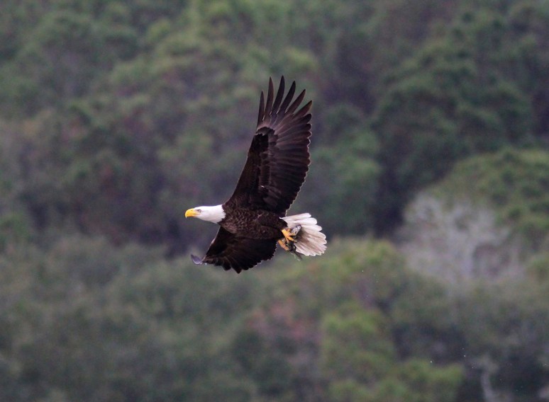 Bald Eagle Returns to the Marsh 
