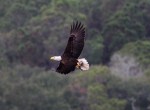 Bald Eagle Returns to the&nbsp;Marsh