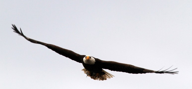 Bald Eagle Returns to the Marsh 