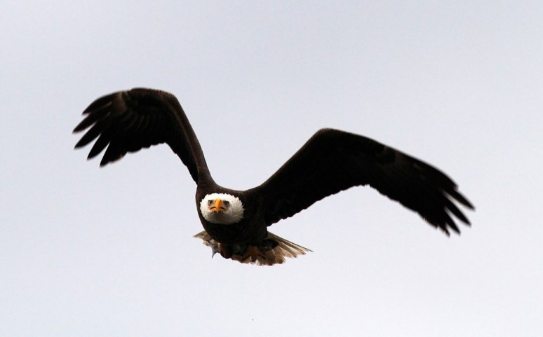 Bald Eagle Returns to the Marsh 