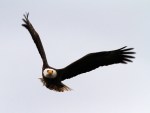 Bald Eagle Returns to the&nbsp;Marsh