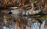 Big Gator in&nbsp;Swamp
