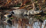 Big Gator in&nbsp;Swamp