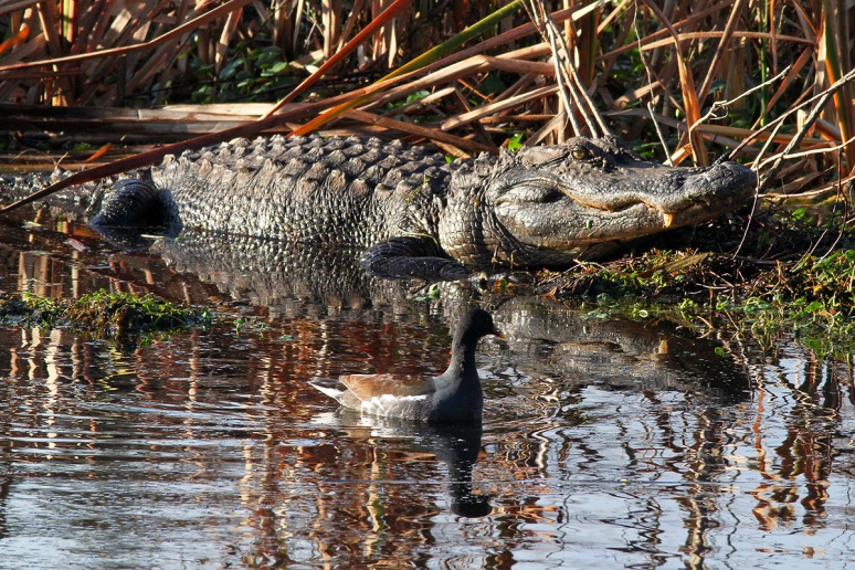 Big Gator in Swamp 
