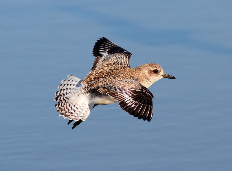 Black-bellied Plover