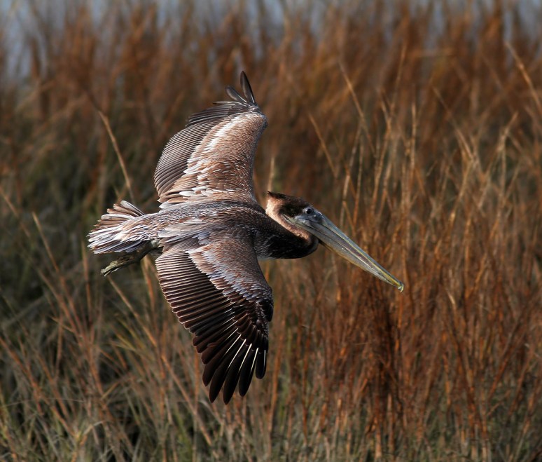 Brown Pelican