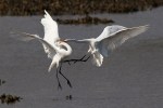 Egret Battle in the&nbsp;Marsh