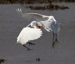 Egret Battle in the&nbsp;Marsh