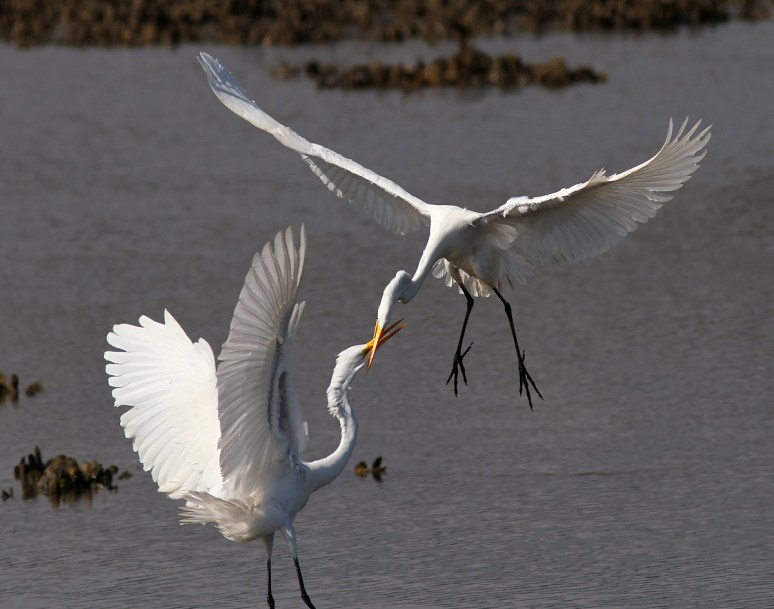 Egret Battle in the Marsh 