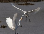 Egret Battle in the&nbsp;Marsh