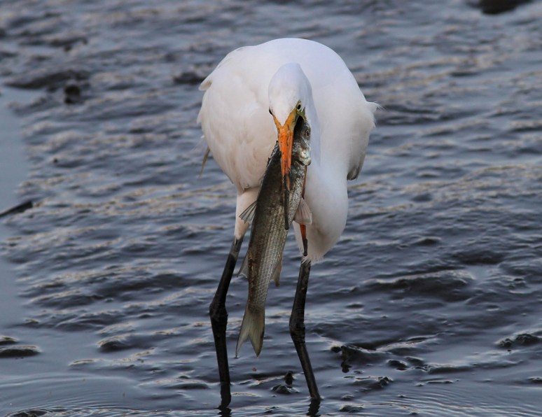 Egret Catches Big Fish 