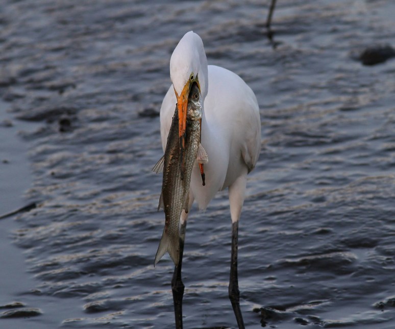 Egret Catches Big Fish 