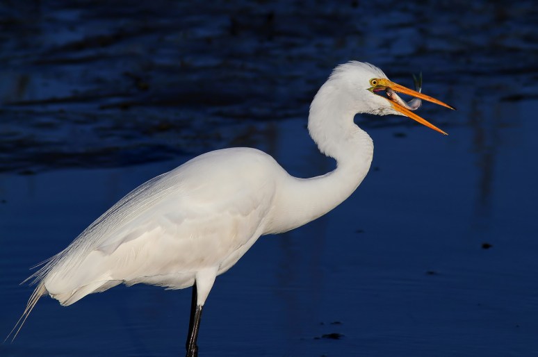 Egret Fishing