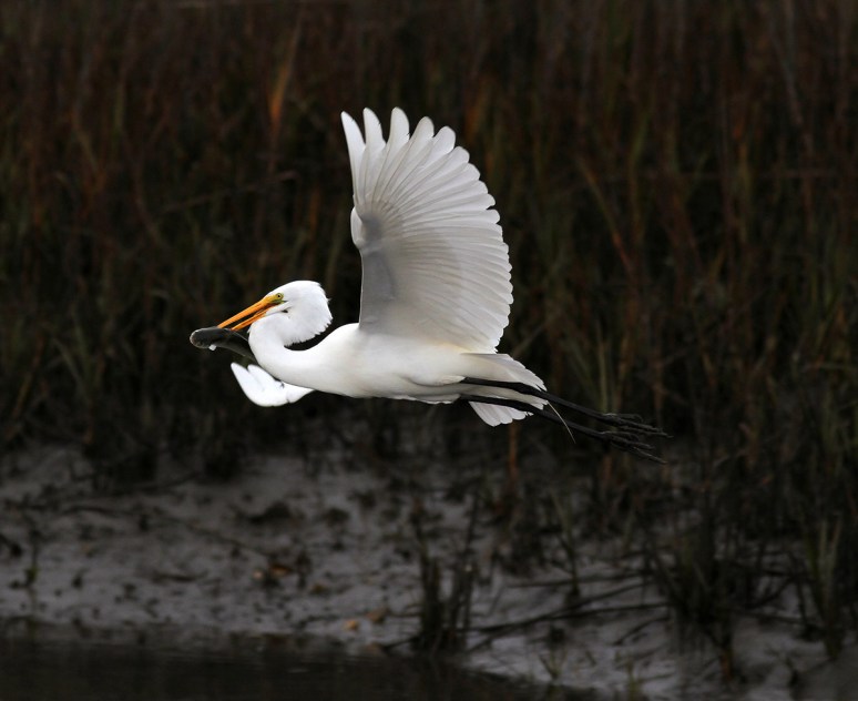 Egret