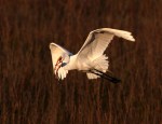 Egret Flying with&nbsp;Fish