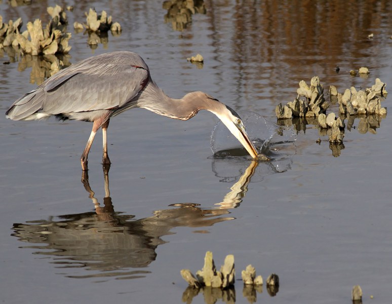 GBH Catches Fish