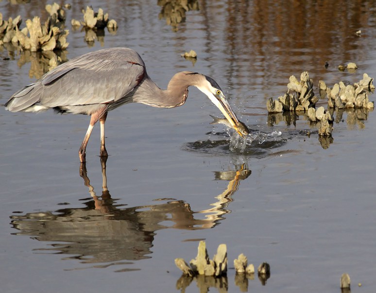 GBH Catches Fish