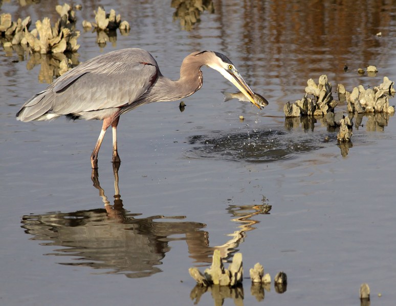 GBH Catches Fish