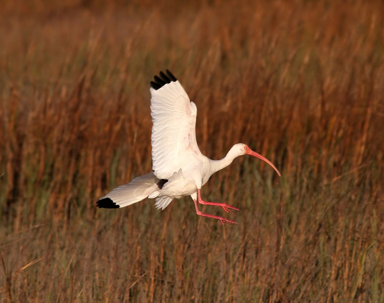 Ibis