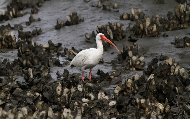 Ibis in Oyster Beds
