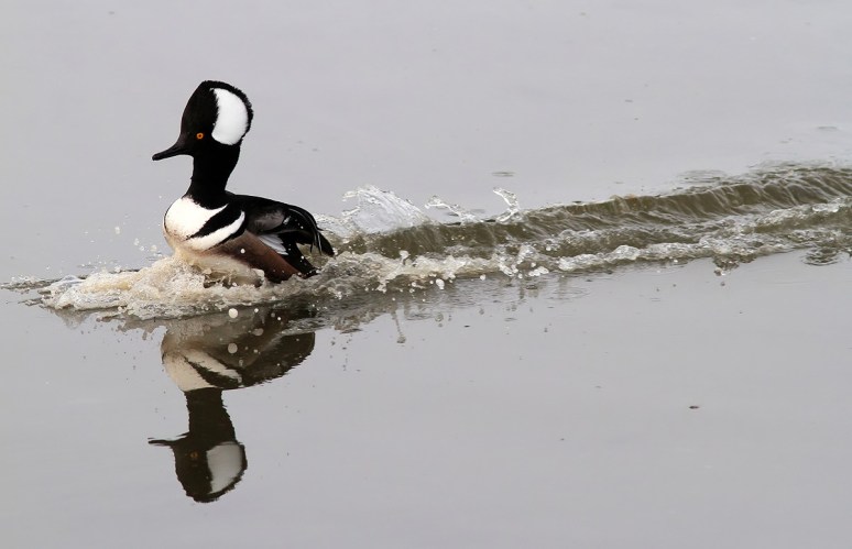 Merganser Coming and Going 