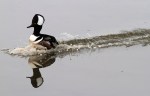Merganser Coming and&nbsp;Going