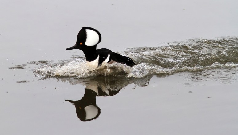 Merganser Coming and Going 