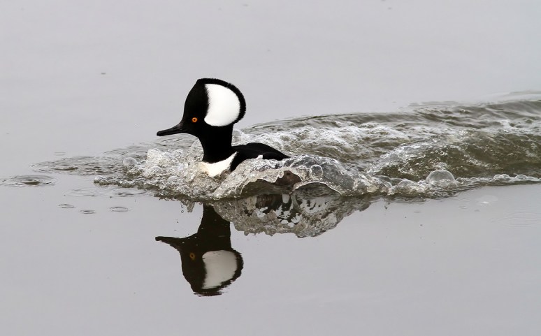 Merganser Coming and Going 