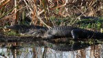 Morning Alligators in the&nbsp;Swamp