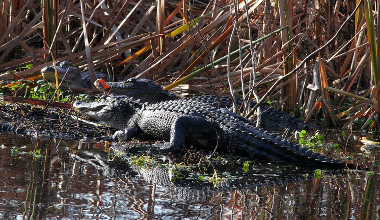 Morning Alligators in the Swamp 