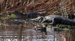 Morning Alligators in the&nbsp;Swamp