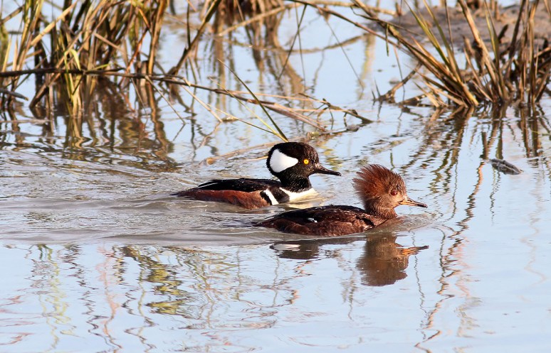 Morning Mergansers 