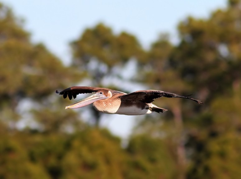 Pelican Flight