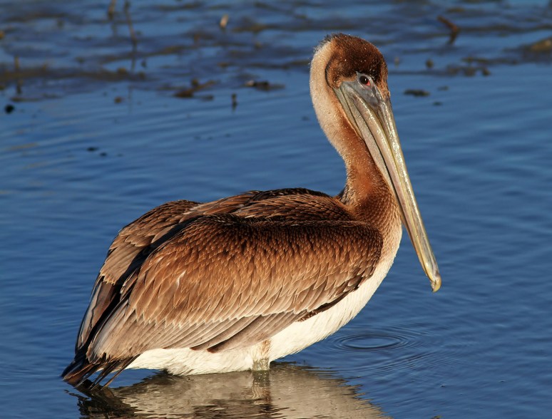 Pelican Leaving The Marsh 