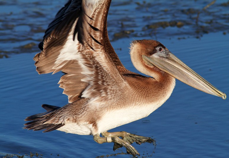 Pelican Leaving The Marsh 
