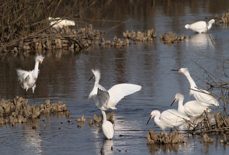 Snowy Battle in the Marsh 