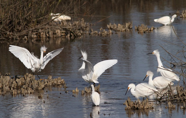 Snowy Battle in the Marsh 