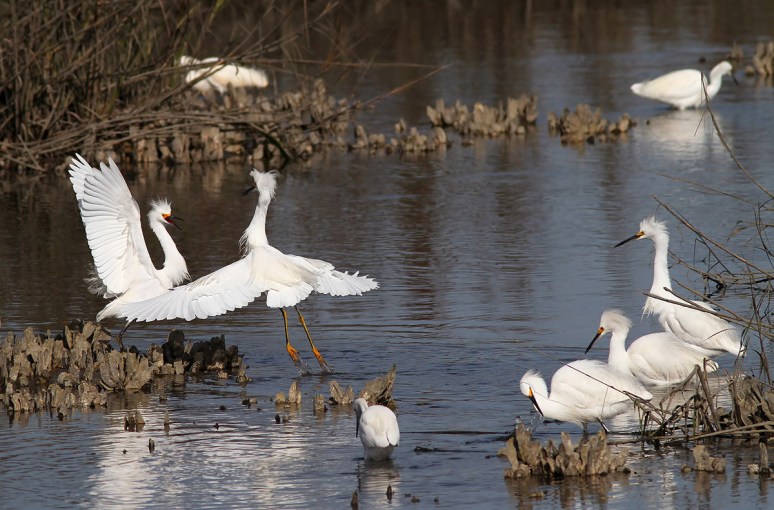 Snowy Battle in the Marsh 
