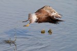 Yellowlegs Takeoff