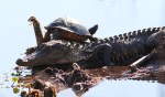 Alligator and Turtle in&nbsp;Swamp
