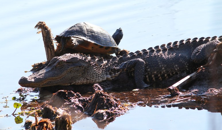 Alligator and Turtle in Swamp